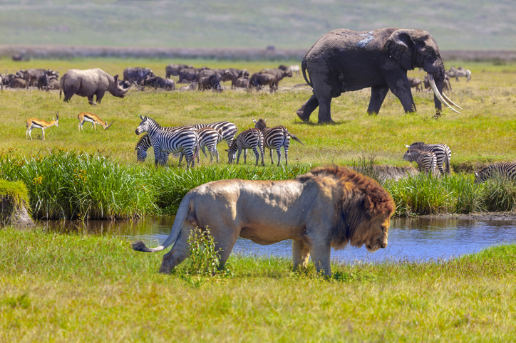 Evaluation of the effects of African Continental Free Trade Area (AfCFTA) on Africa's Biodiversity